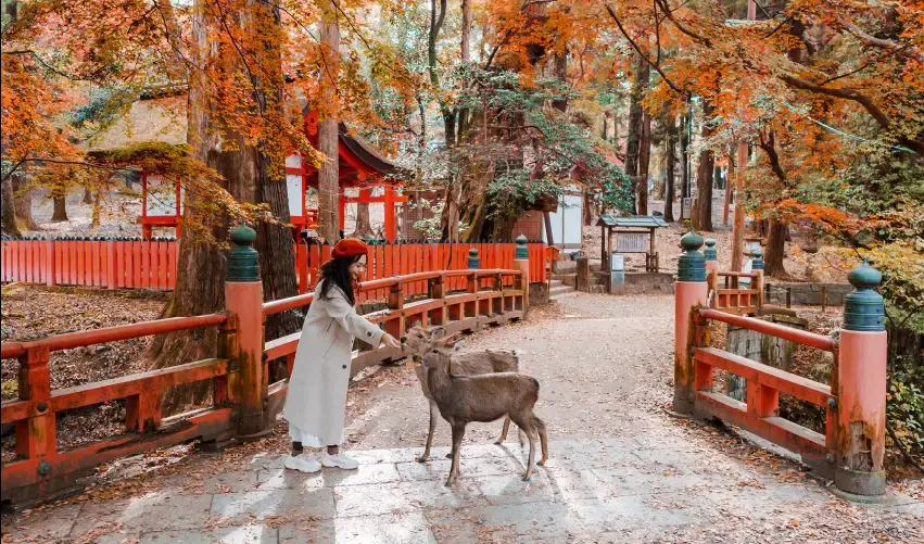 Viaje osaka-kyoto-japon-tvg-4931