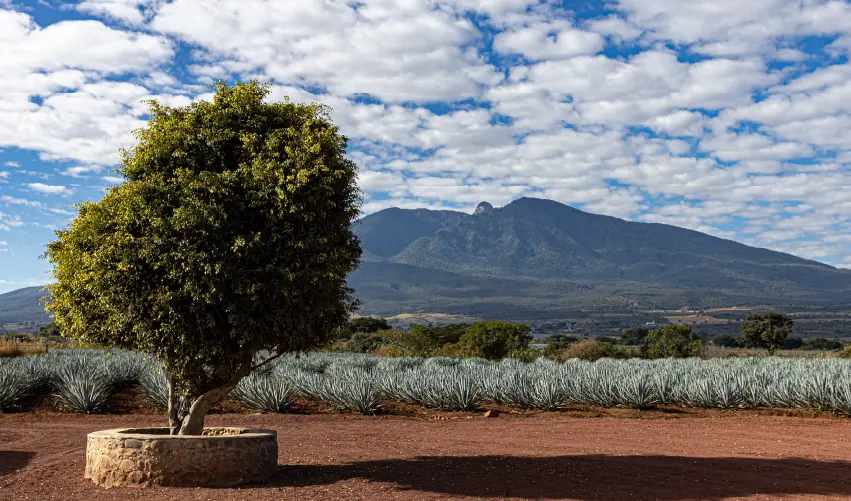 Viaje viaje-guadlajara-tequila-jalisco-mexico-5231